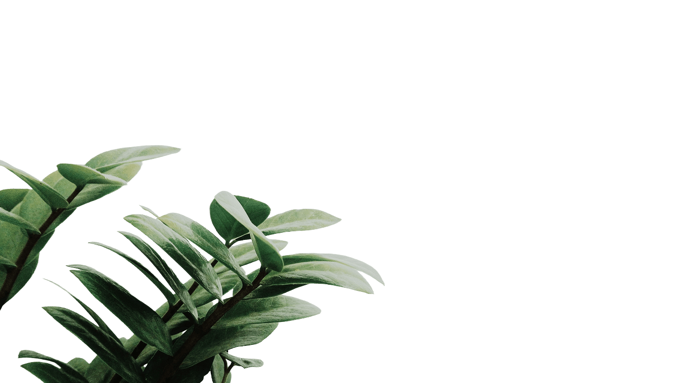 Decorative plant